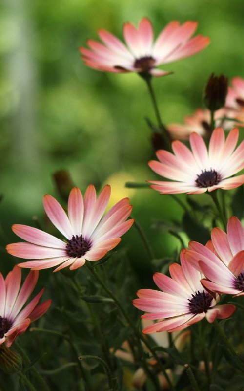 Daisies by Sonja  Čvorović