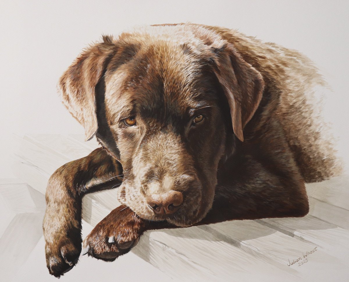 Photorealistic Animal Acrylic Painting By Julian Wheat, 22 X 19", Chocolate Labrador, Original Artwork