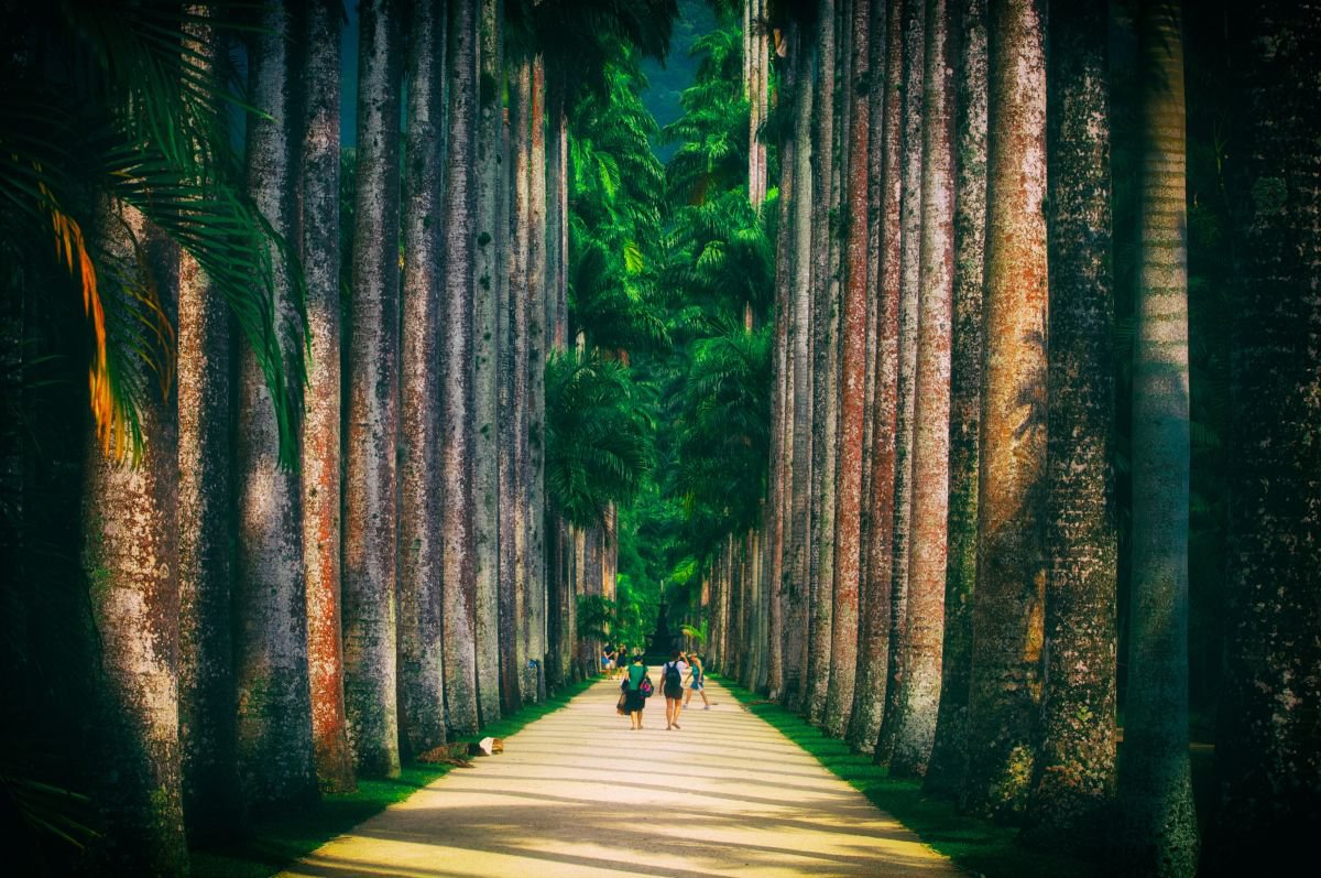 Photorealistic Botanical Photograph By Marc Ehrenbold, 40 X 30", National Park Walk, Original Artwork