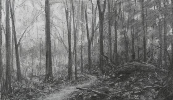 Baxter's Hollow woods – charcoal drawing