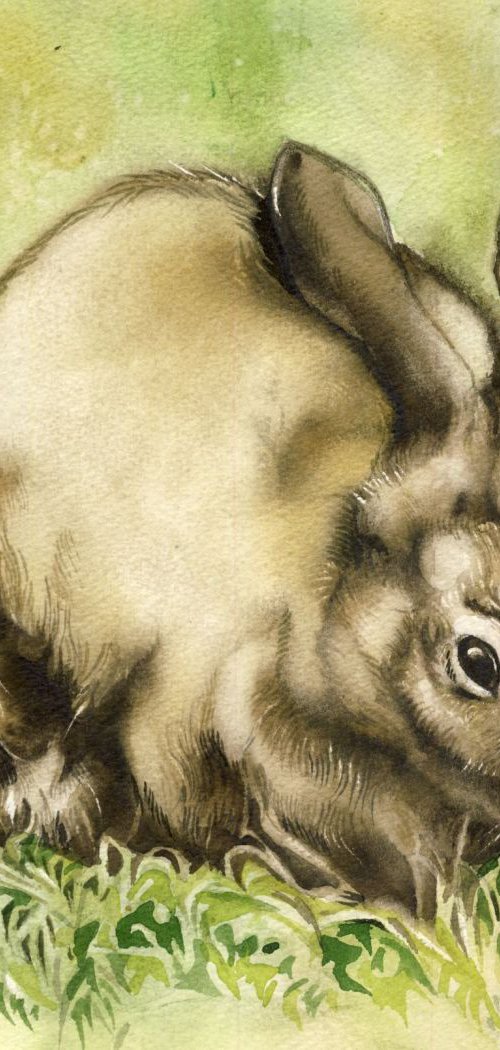 watercolor rabbit by Alfred  Ng