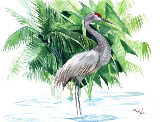 Sandhill Crane