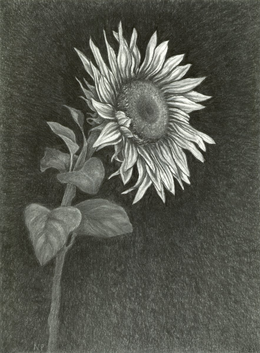 JUST A SUNFLOWER by Nives Palmic