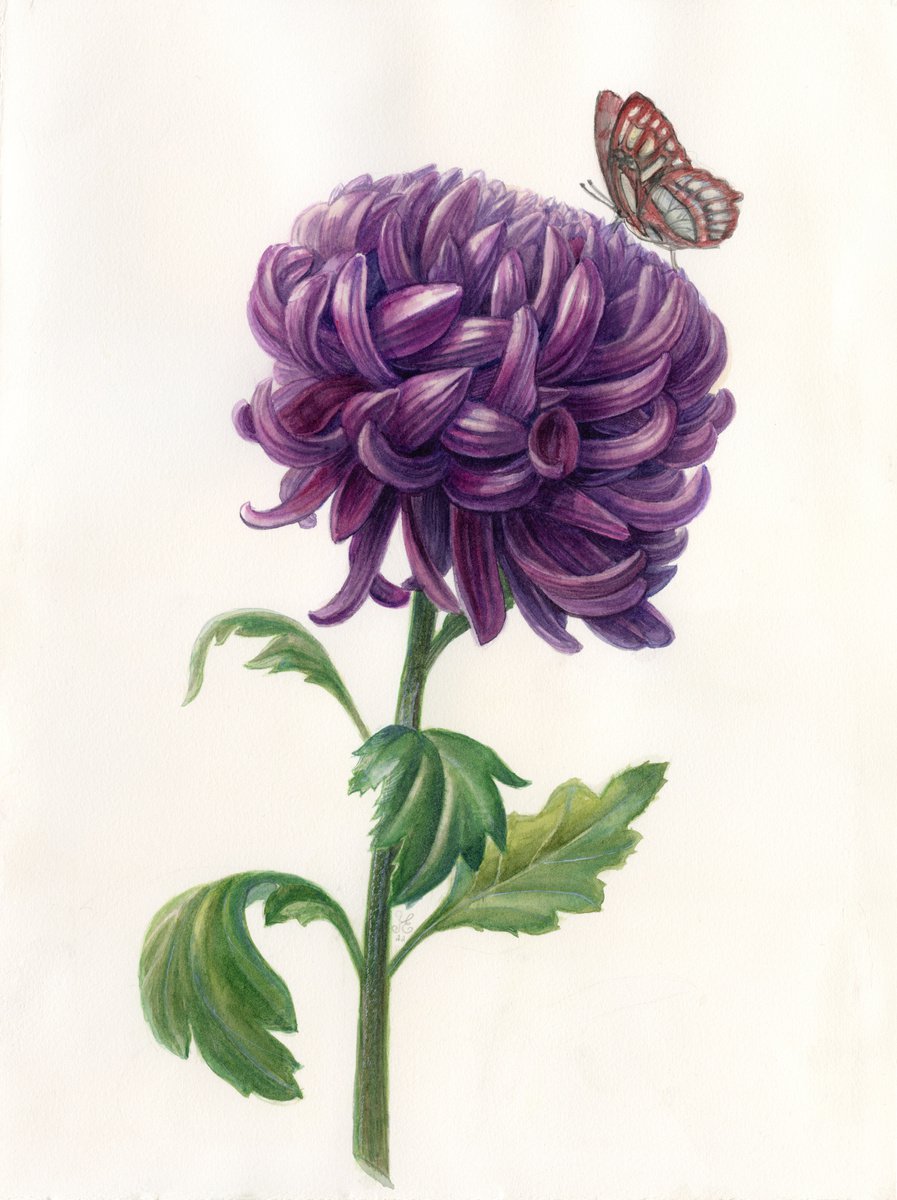 The chrysanthemum Bigudi - 28-38-0.3 cm - original watercolor botanical illustration by Kate Koss