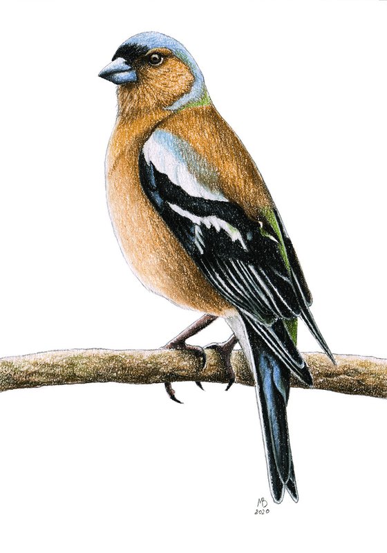 Original pastel drawing bird "Chaffinch"