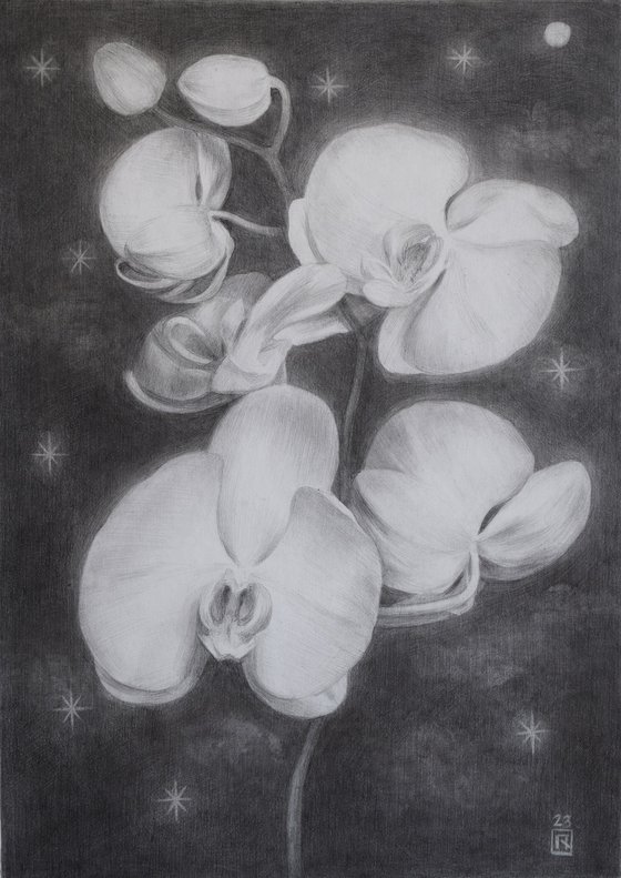 Phalaenopsis