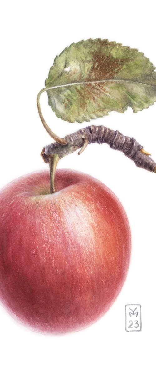 Red Apple by Yuliia Moiseieva