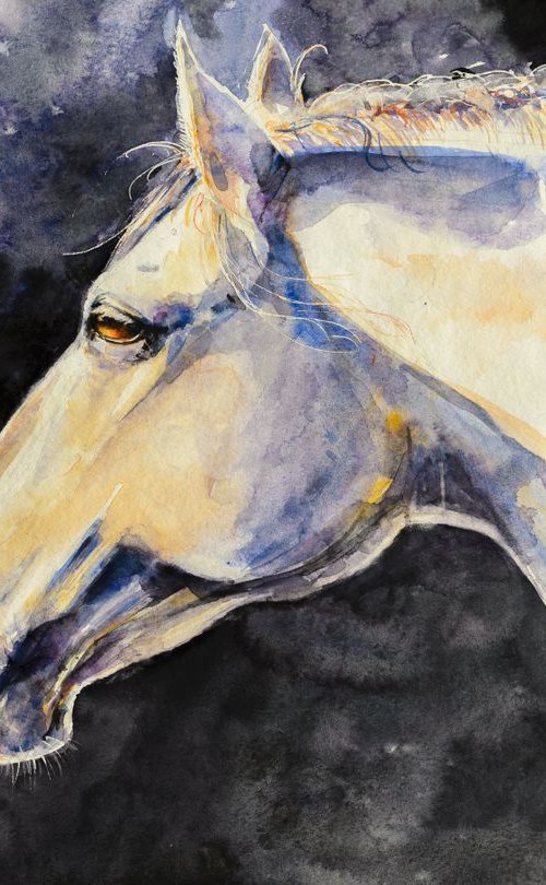 Gray horse by Eve Mazur