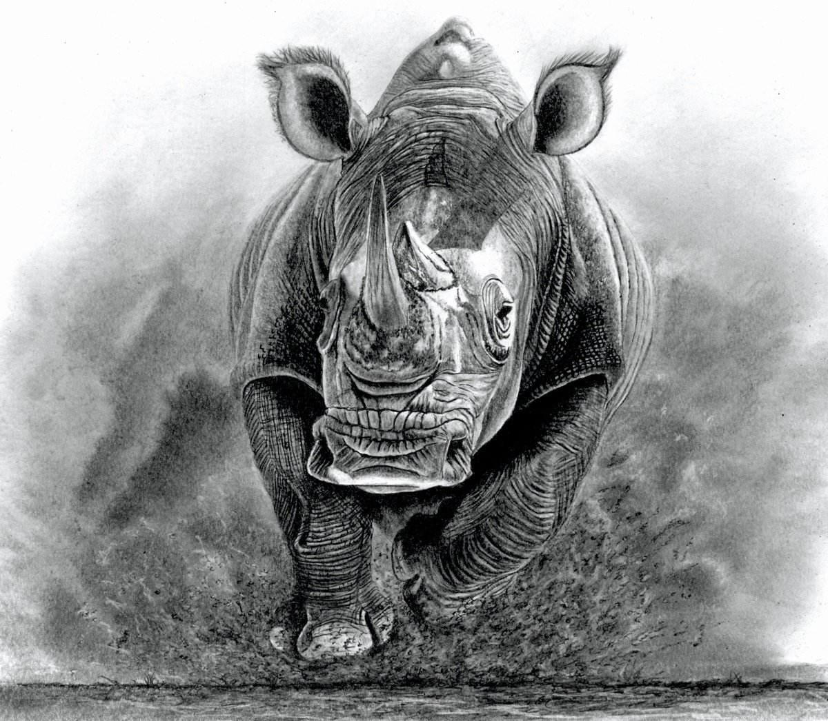 Photorealistic Animal Pencil Drawing By Paul Stowe, 15 X 13", Charging Rhino, Original Artwork