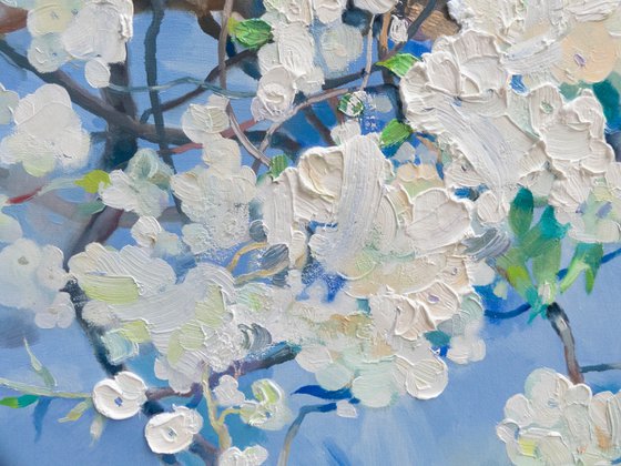White Miracle of Spring