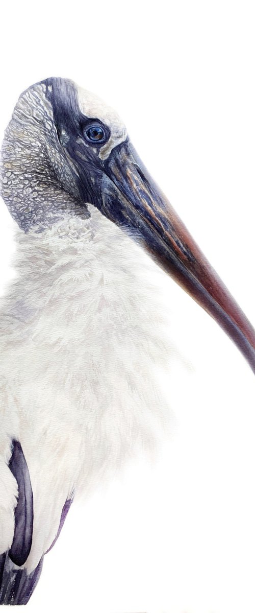 Wood Stork Watercolor Portrait by Tetiana Savchenko