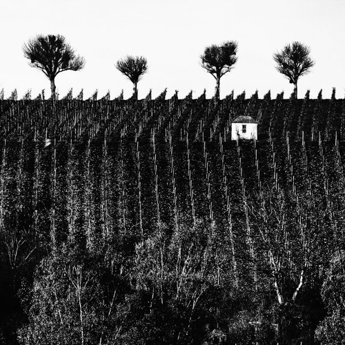 la cabane dans les vignes by Christian  Schwarz