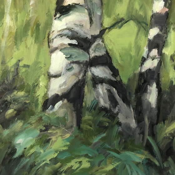 Silver Birches