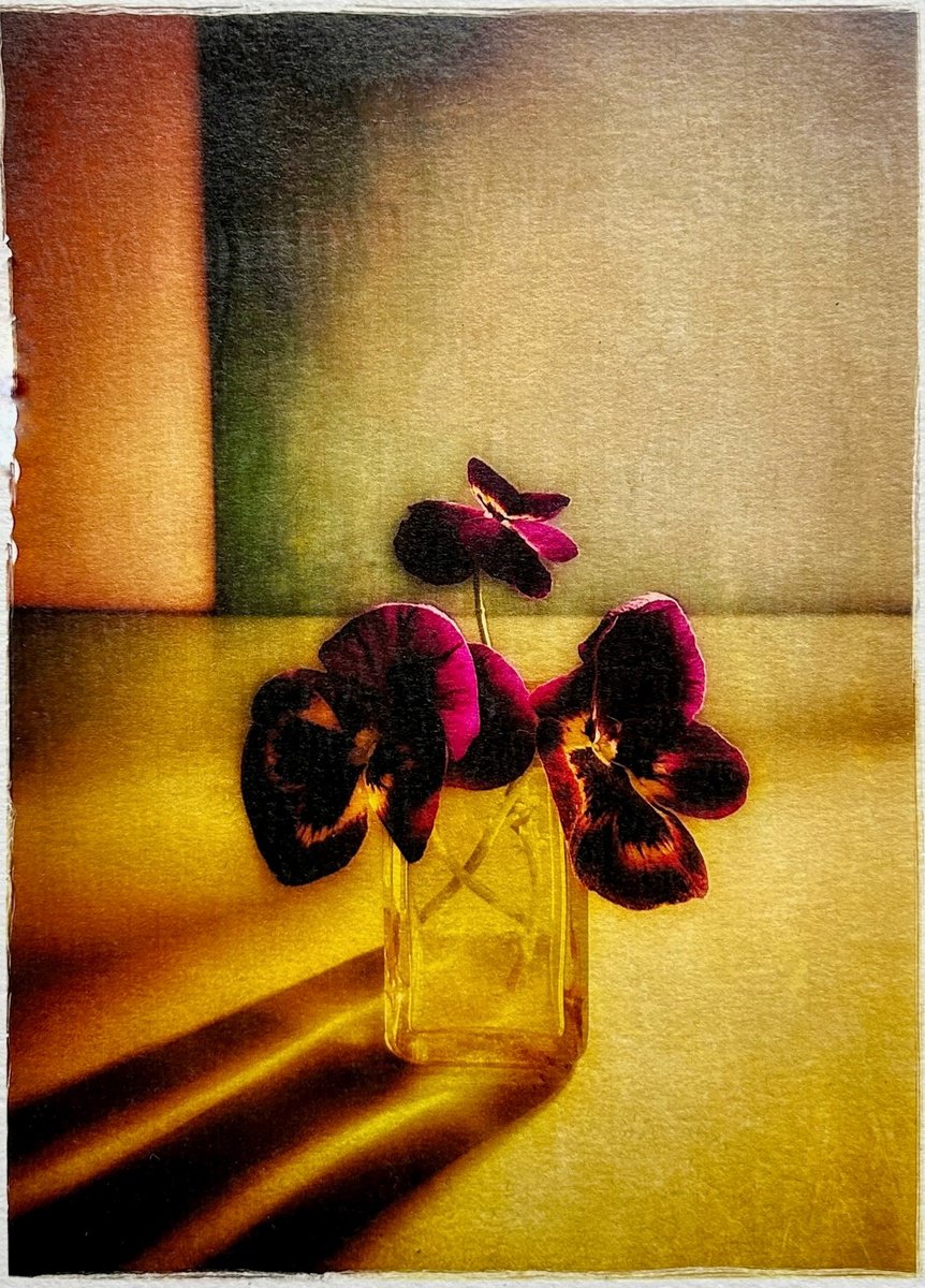 Expressive Botanical Photograph By Sarah Parsons, 12 X 15", Three Pansies, Original Artwork