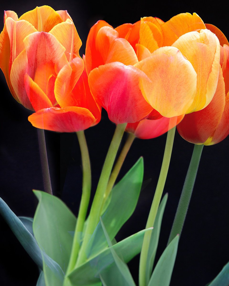 Tulips by MICHAEL FILONOW