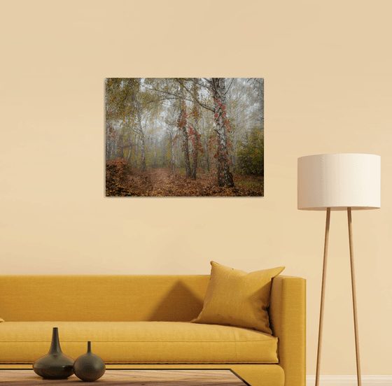 Autumn Calm II — Misty Birches