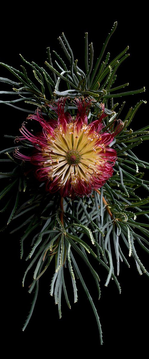 Red Swamp Banksia by Nadia Culph