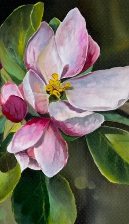 Apple blossom by Myroslava Denysyuk