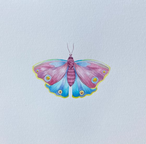 Framed Watercolour Moth