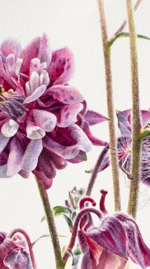 Aquilegia in the garden by Lida Duchnewitsch