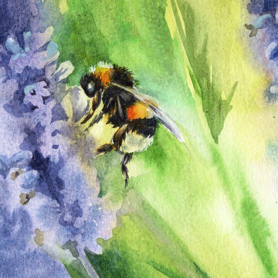 Bumblebee on lavender