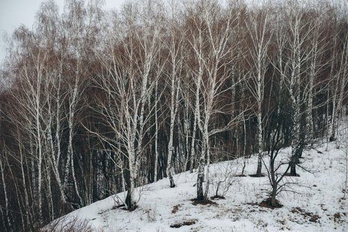 Untitled birches by Artem Korenuk