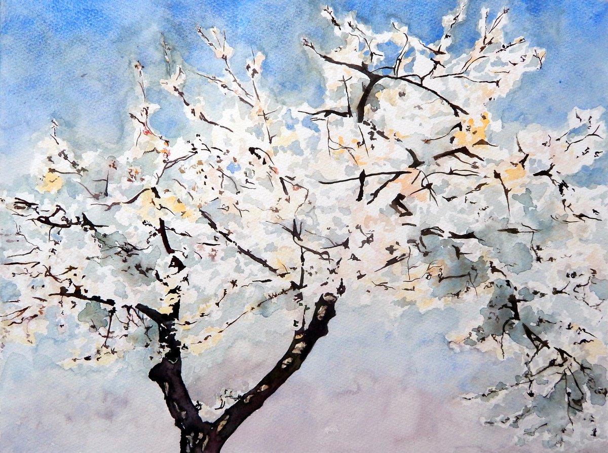White Blossom by Richard Freer
