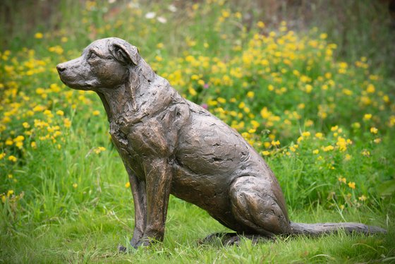 Sitting Crossbreed Dog BR