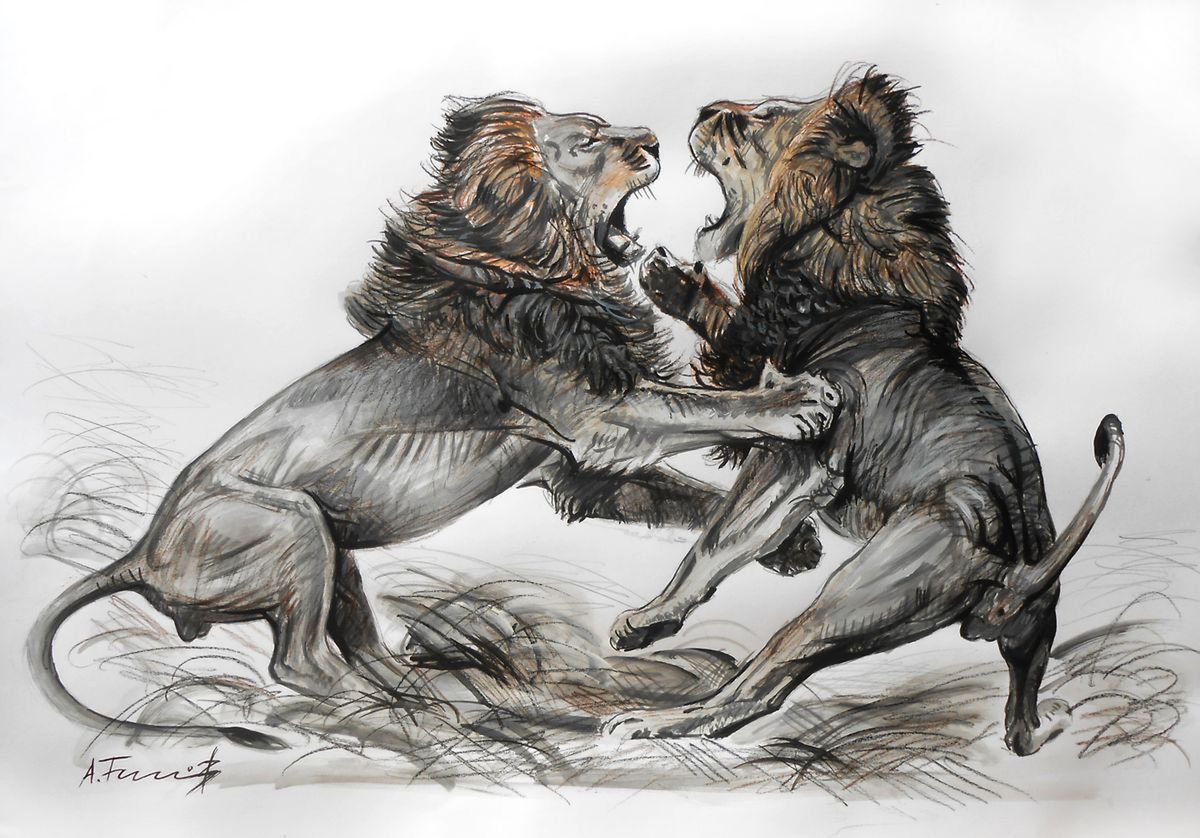 Lion Fight Drawing 1 by Alexander Titorenkov