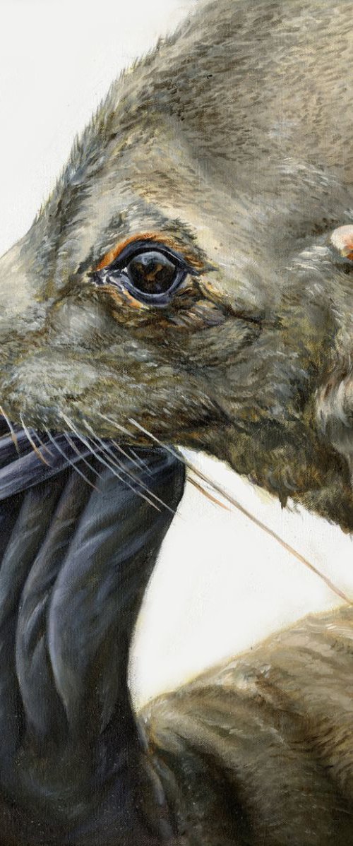 'Itchy Feet' Antarctic Fur Seal by Una Hurst