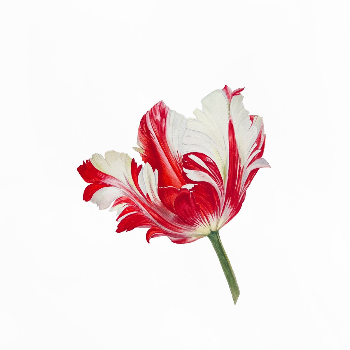 Tulip. Original watercolor artwork. by Nataliia Kupchyk