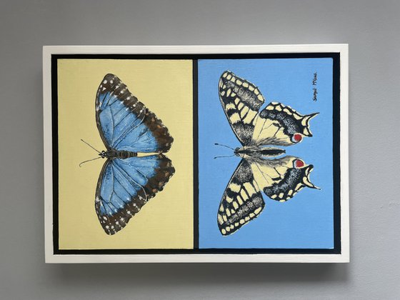 Swallowtail and Morpho