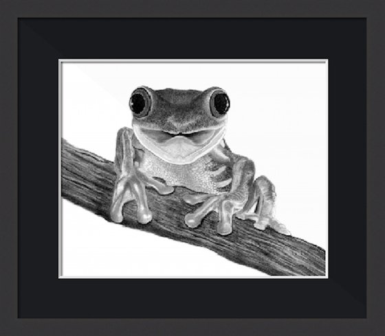 Tree Frog