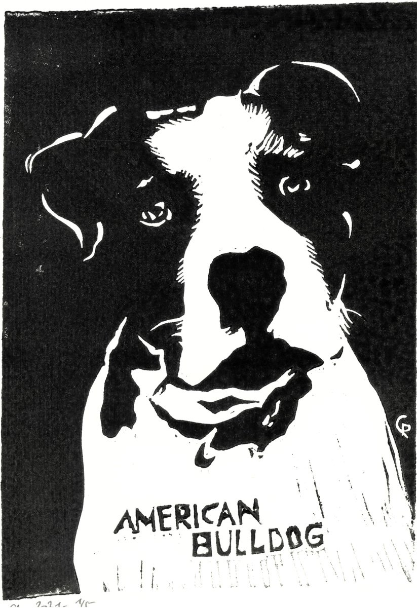 Dogs - Ameriucan Bulldog by Reimaennchen - Christian Reimann