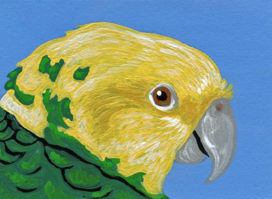 ACEO ATC Original Miniature Painting Yellow Head Amazon Parrot Pet Bird Art-Carla Smale