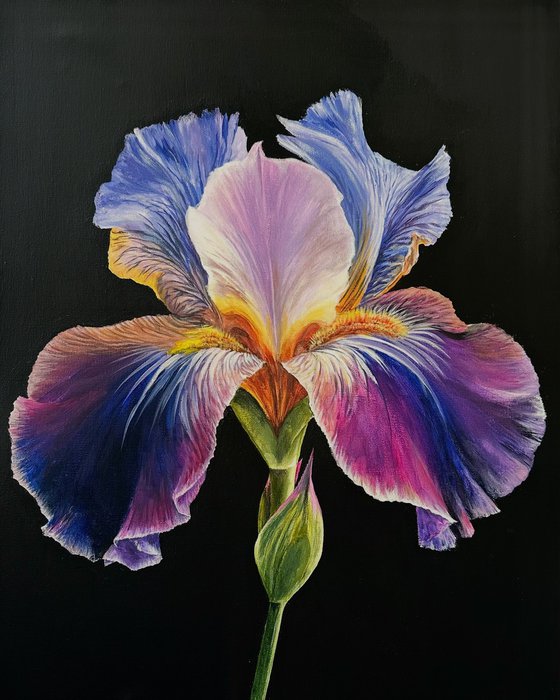 Purple Iris
