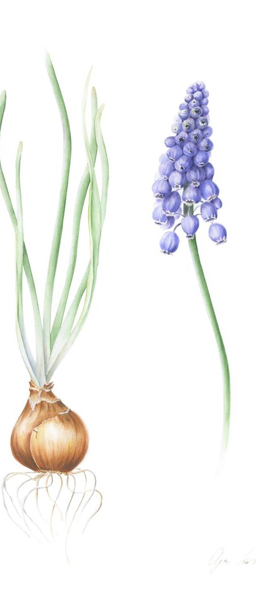 Spring Muscari Armeniacum by Olga Koelsch