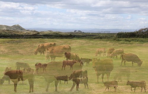 Cows and calves by Louise O'Gorman