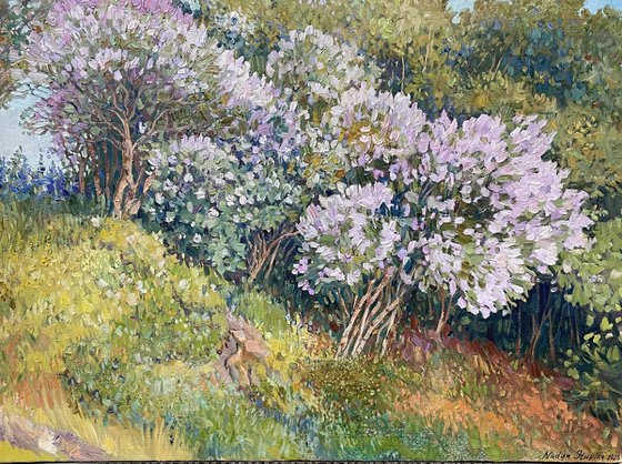 Lilac on the hill