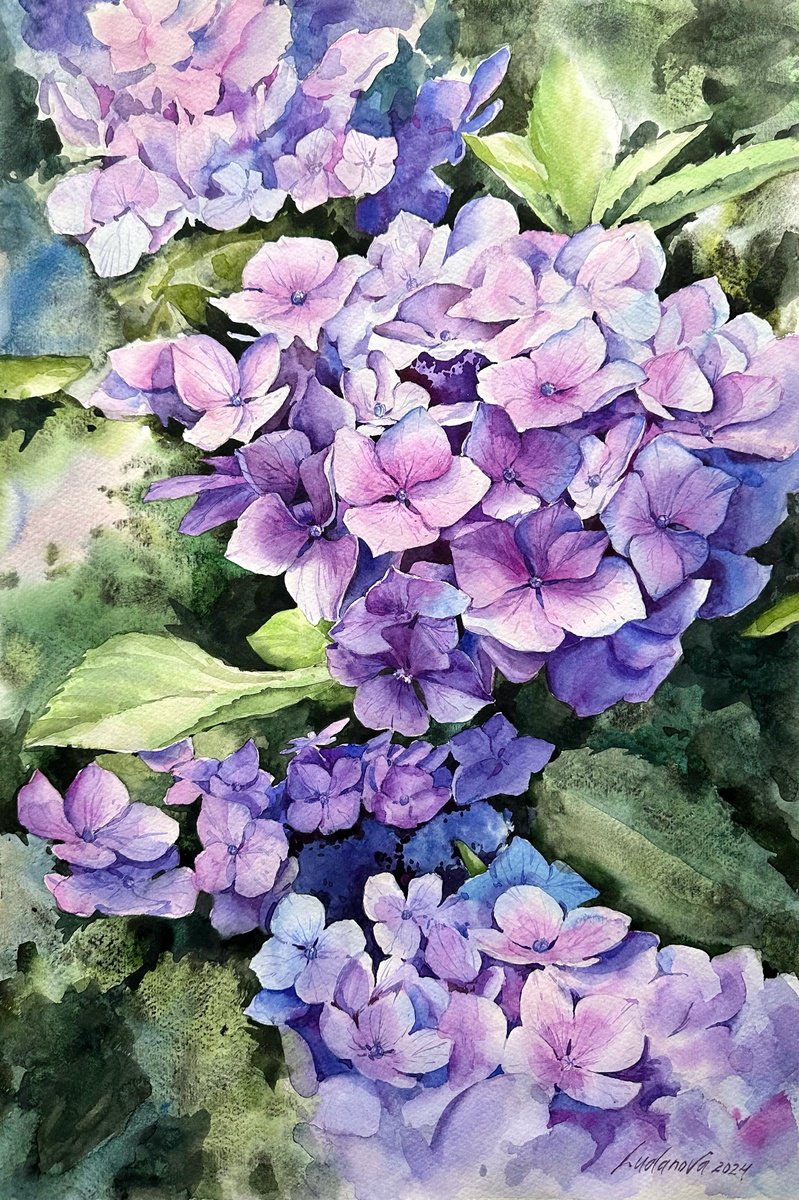 Photorealistic Botanical Watercolour By Yuliia Ludanova, 13 X 19", Violet Hydrangea, Original Artwork