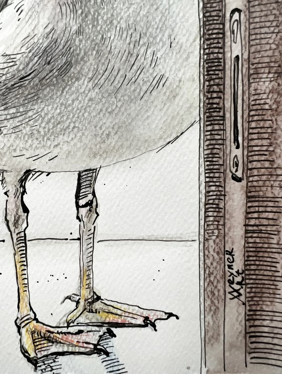 Seagull in the window