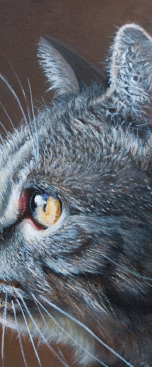 Cat profile by Norma Beatriz Zaro