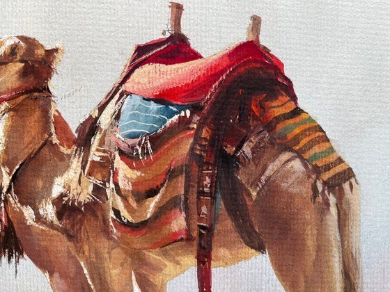 "Nomadic Spirit: Dromedaries of the Desert"