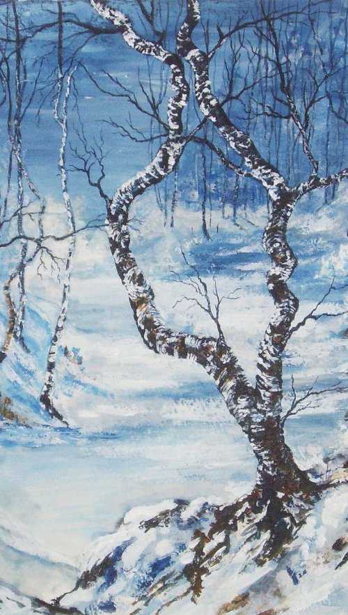 Winter Sun Over Birch Wood by Max Aitken