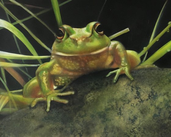 Frog on the stone