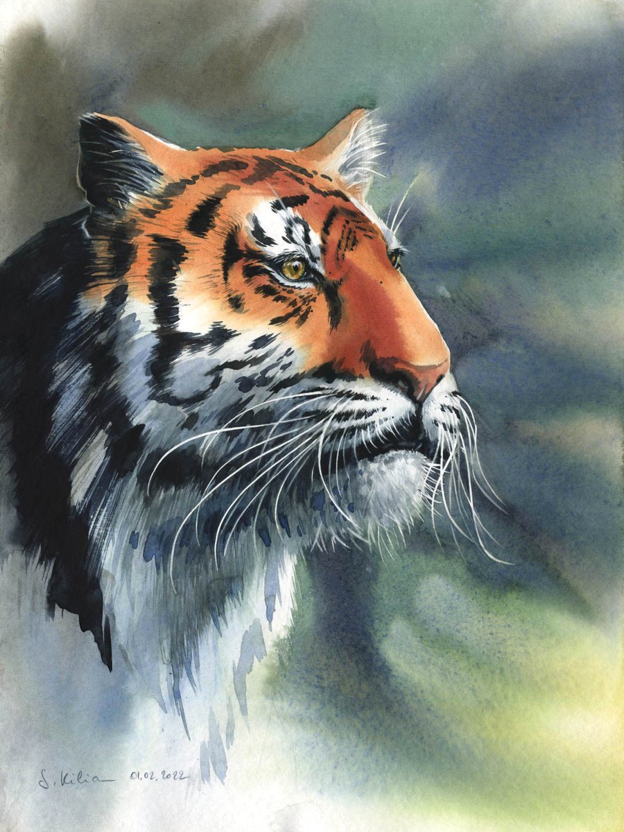 Tiger by Svetlana Kilian