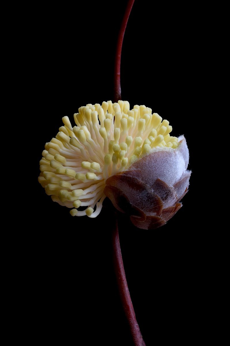 Botanical Photograph By Nadia Culph, 20 X 30", Hakea Blossoming, Original Artwork