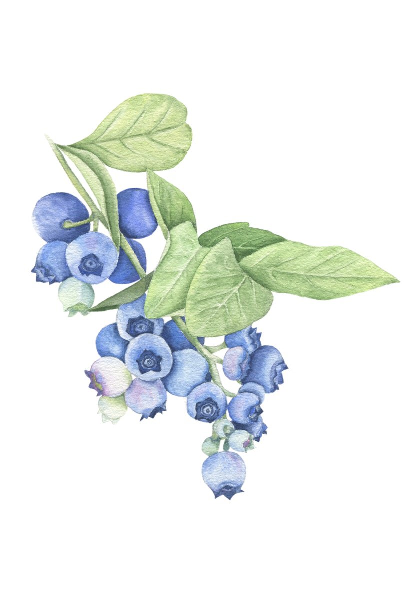 Blueberry branch Watercolor by Alona Hrinchuk
