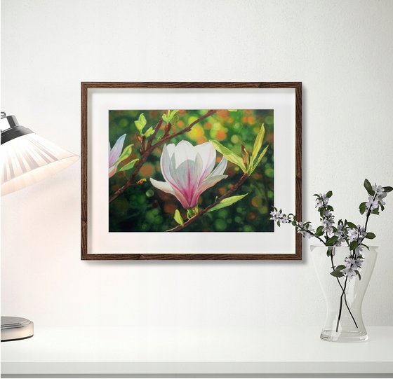 Magnolia Blossoms - Pink Magnolias - Blooming Flower Magnolia  - Springtime