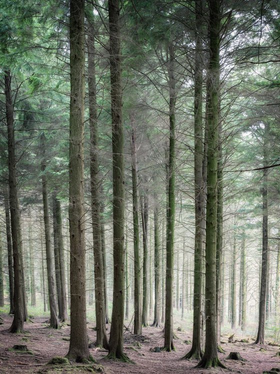 Pine Woodland